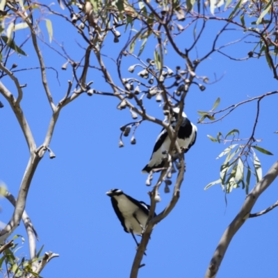 Grallina cyanoleuca (Magpie-lark) at Fyshwick, ACT - 24 Jul 2023 by JimL