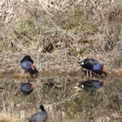 Porphyrio melanotus (Australasian Swamphen) at Jerrabomberra Wetlands - 24 Jul 2023 by JimL