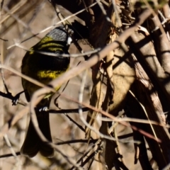 Nesoptilotis leucotis (White-eared Honeyeater) at Belconnen, ACT - 24 Jul 2023 by Thurstan