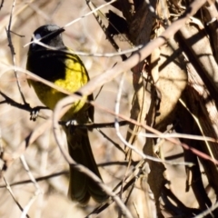 Nesoptilotis leucotis at Belconnen, ACT - 24 Jul 2023 10:17 AM