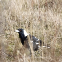 Gymnorhina tibicen (Australian Magpie) at Red Hill, ACT - 24 Jul 2023 by JimL
