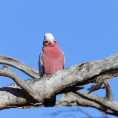 Eolophus roseicapilla (Galah) at Garran, ACT - 24 Jul 2023 by JimL