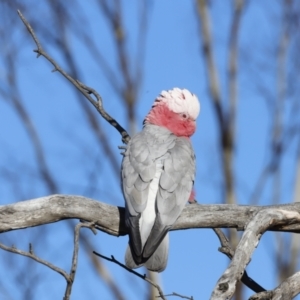 Eolophus roseicapilla at Garran, ACT - 24 Jul 2023 08:50 AM