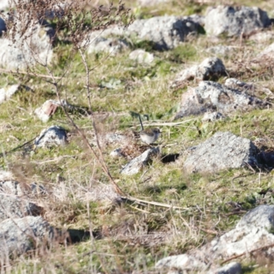 Malurus cyaneus (Superb Fairywren) at Red Hill, ACT - 23 Jul 2023 by JimL