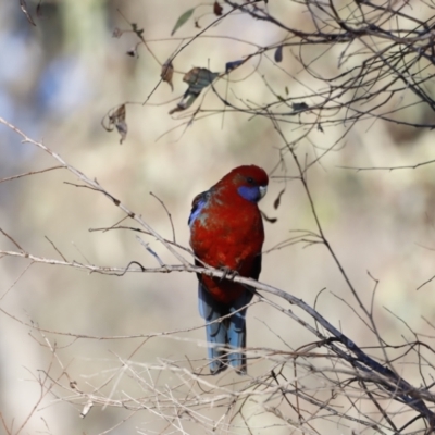 Platycercus elegans (Crimson Rosella) at Garran, ACT - 24 Jul 2023 by JimL