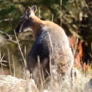 Notamacropus rufogriseus at Belconnen, ACT - 24 Jul 2023