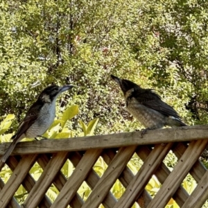 Cracticus torquatus at Aranda, ACT - 24 Jul 2023 10:41 AM