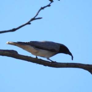 Coracina novaehollandiae at Stromlo, ACT - 24 Jul 2023