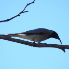 Coracina novaehollandiae at Stromlo, ACT - 24 Jul 2023