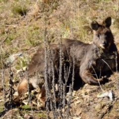 Osphranter robustus robustus (Eastern Wallaroo) at Strathnairn, ACT - 24 Jul 2023 by Thurstan