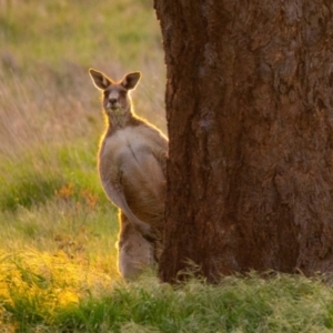 Macropus giganteus at Gungahlin, ACT - 11 Mar 2022