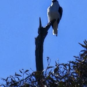 Elanus axillaris at Lawson, ACT - 24 Jul 2023 11:25 AM