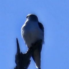 Elanus axillaris at Lawson, ACT - 24 Jul 2023 11:25 AM