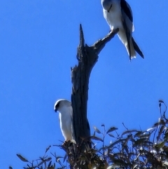 Elanus axillaris at Lawson, ACT - 24 Jul 2023 11:25 AM