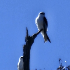 Elanus axillaris at Lawson, ACT - 24 Jul 2023 11:25 AM