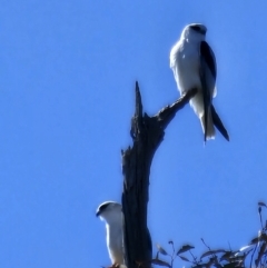 Elanus axillaris at Lawson, ACT - 24 Jul 2023 11:25 AM