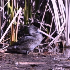 Stictonetta naevosa (Freckled Duck) at Jerrabomberra Wetlands - 24 Jul 2023 by davidcunninghamwildlife