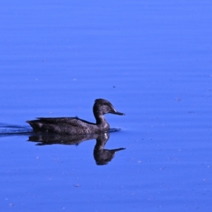 Stictonetta naevosa at Fyshwick, ACT - 24 Jul 2023