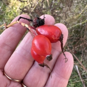 Rosa rubiginosa at Yarralumla, ACT - 24 Jul 2023