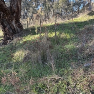 Rosa rubiginosa at Yarralumla, ACT - 24 Jul 2023 03:25 PM