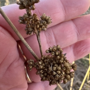 Juncus australis at Yarralumla, ACT - 24 Jul 2023