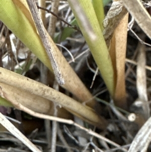 Juncus australis at Yarralumla, ACT - 24 Jul 2023