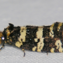 Ardiosteres moretonella (Scruffy Case Moth) at Sheldon, QLD - 20 Apr 2007 by PJH123