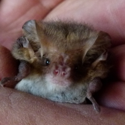 Nyctophilus geoffroyi (Lesser Long-eared Bat) at Boro - 10 Jun 2012 by Paul4K