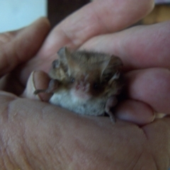 Nyctophilus geoffroyi at Borough, NSW - suppressed