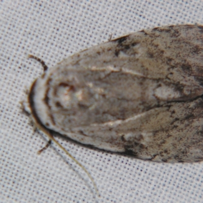 Barasa cymatistis (Nolinae) at Sheldon, QLD - 20 Apr 2007 by PJH123