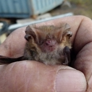 Nyctophilus geoffroyi at Borough, NSW - suppressed