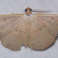 Casbia (genus) by PJH123