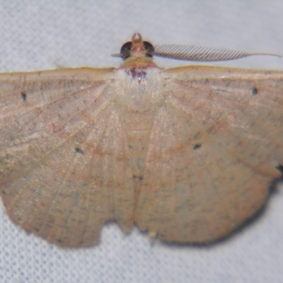 Casbia (genus) by PJH123