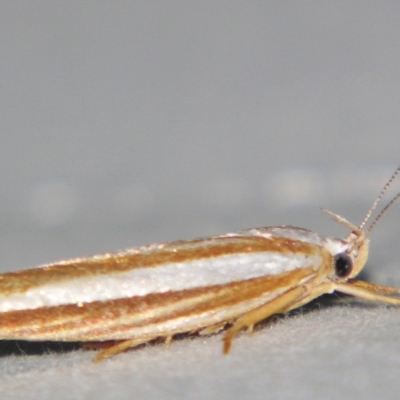 Catoryctis subparallela (Curved-horn moth) at Sheldon, QLD - 20 Apr 2007 by PJH123