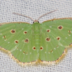 Geometridae sp. (family) by PJH123