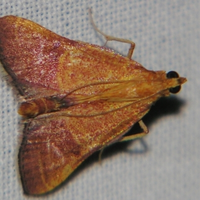 Endotricha pyrosalis (A Pyralid moth) at Sheldon, QLD - 20 Apr 2007 by PJH123