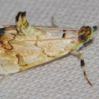 Eudaimonisma batchelorella (Spilomelinae) at Sheldon, QLD - 20 Apr 2007 by PJH123