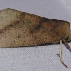 Fisera (genus) (Unidentified Fisera moths) at Sheldon, QLD - 21 Apr 2007 by PJH123