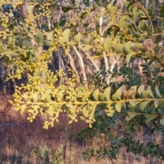 Acacia cultriformis (Knife Leaf Wattle) at O'Malley, ACT - 24 Jul 2023 by Mike