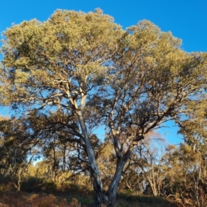 Eucalyptus polyanthemos at Mount Mugga Mugga - 24 Jul 2023 04:32 PM