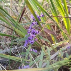 Hovea heterophylla (Common Hovea) at O'Malley, ACT - 24 Jul 2023 by Mike
