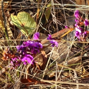 Hardenbergia violacea at Symonston, ACT - 24 Jul 2023