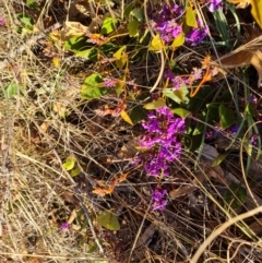 Hardenbergia violacea at Symonston, ACT - 24 Jul 2023