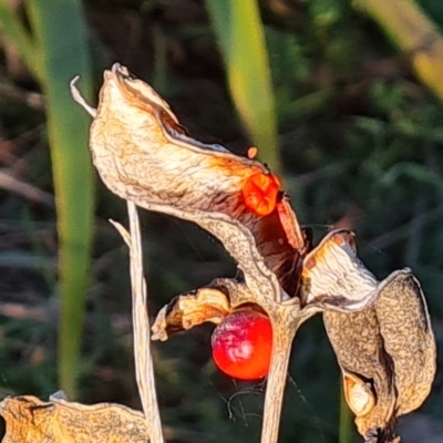 Iris foetidissima (Stinking Iris) at Garran, ACT - 24 Jul 2023 by Mike