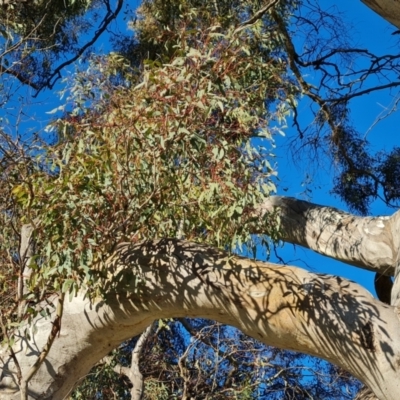 Eucalyptus melliodora (Yellow Box) at Garran, ACT - 24 Jul 2023 by Mike