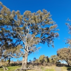 Eucalyptus melliodora at GG283 - 24 Jul 2023 03:33 PM