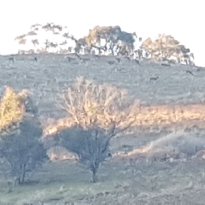 Dama dama (Fallow Deer) at Belconnen, ACT - 24 Jul 2023 by JaneCarter