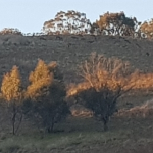 Dama dama at Belconnen, ACT - suppressed