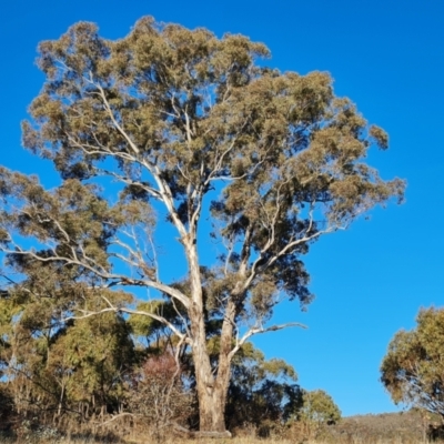 Eucalyptus melliodora (Yellow Box) at Garran, ACT - 24 Jul 2023 by Mike