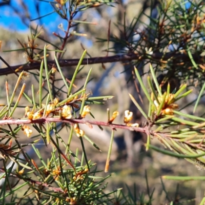 Hakea decurrens subsp. decurrens (Bushy Needlewood) at Garran, ACT - 24 Jul 2023 by Mike